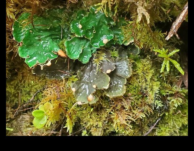 Peltigera degenii