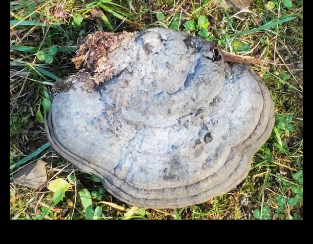 Le Polypore faux amadouvier