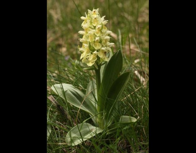 L'Orchis sureau &copy;photo P. Pellicier