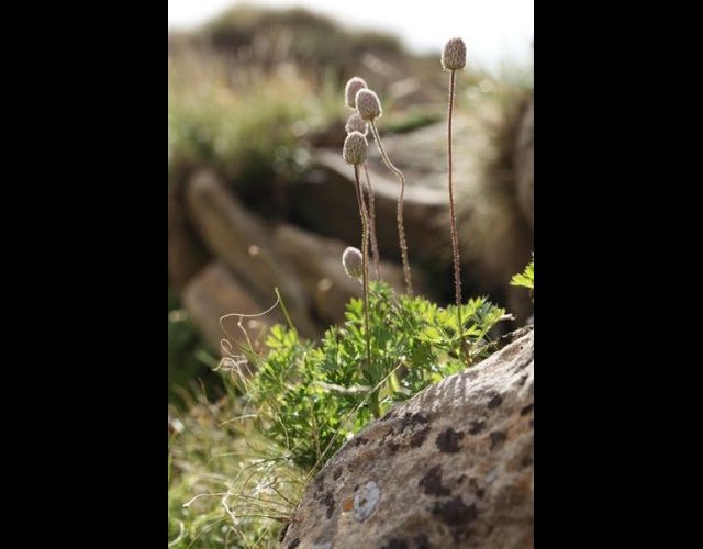 Anémone ud Mont Baldo (Anemone baldensis) &copy;Photo Ph. Pellicier