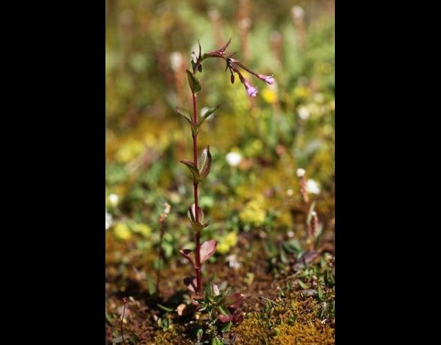 Épilobe à feuille d'alsine (Epilobium alsinifolium) &copy;Photo Ph. Pellicier