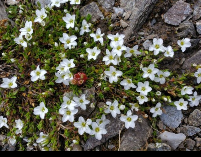 Sabline fausse moehringie, Arenaria multicaulis &copy;Photo Ph. Pellicier