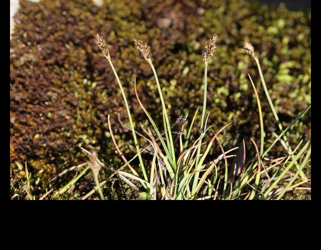 Laîche de Lachenal (Carex lachenalii), protégée &copy;Photo Ph. Pellicier