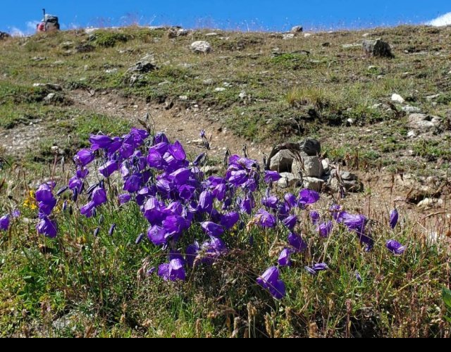 Campanule de Scheuchzer, Campanula scheuchzeri &copy;Photo Ph. Pellicier