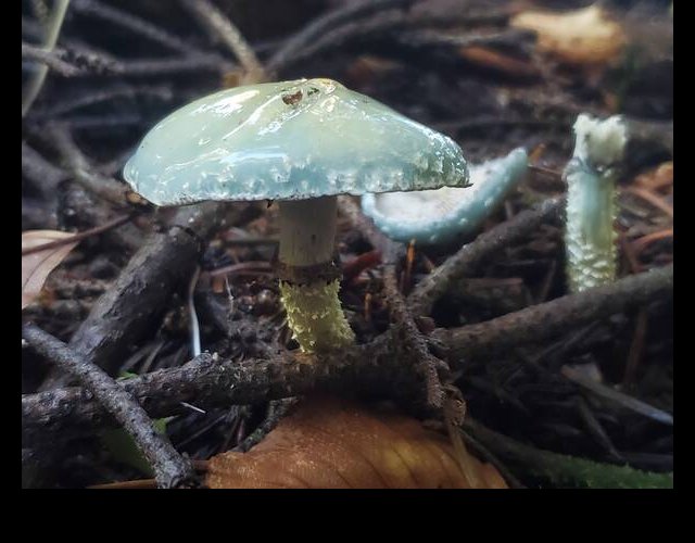 Le Strophaire vert-de-cris, Stropharia aeruginosa