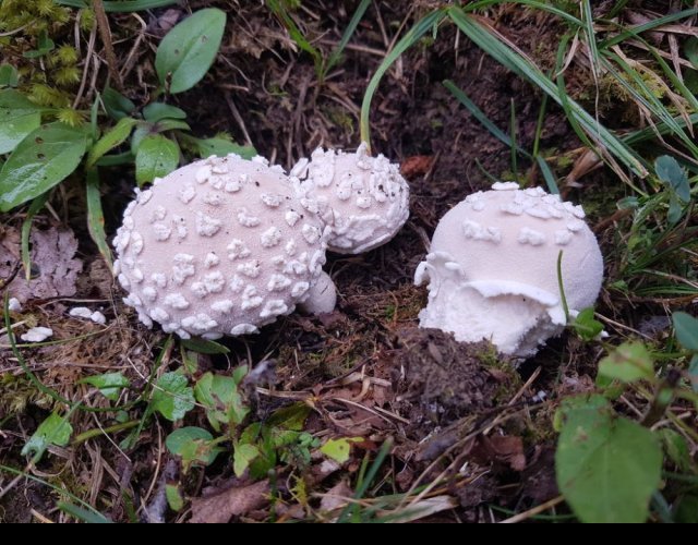 Lycoperdon mammiforme &copy;Photo Ph. Pellicier