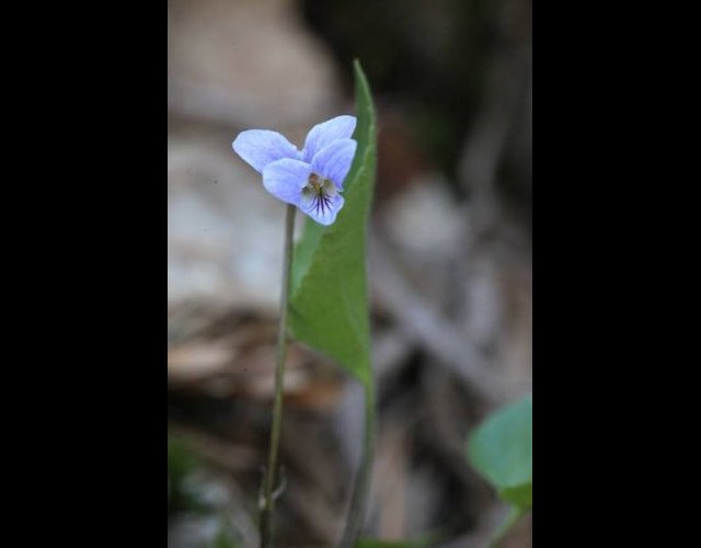 La Violette des collines &copy;photo Ph. Pellicier
