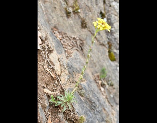 Vésicaire renflée (Alyssoides utriculata) &copy;photo R. Theaud