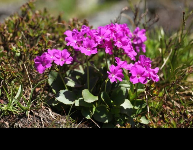 Primevère du Piémont, Primula pedemontana &copy;Photo Ph. Pellicier