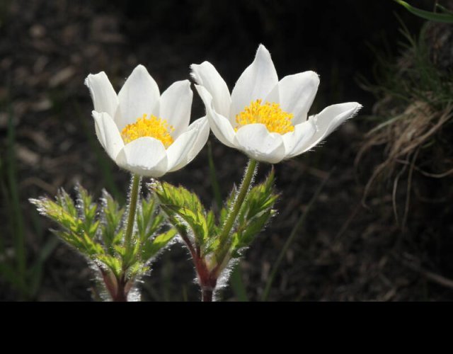 Pulsatilla des Alpes, Pulsatilla alpina &copy;Photo Ph. Pellicier