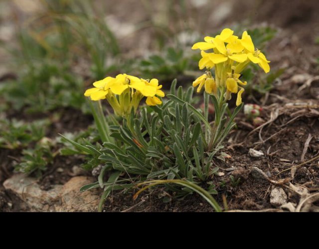Vélar nain, Erysimum jugicola  &copy;Photo Ph. Pellicier