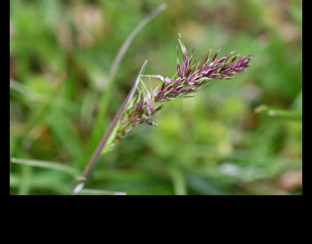 Paturin à feuilles étroites (Poa pratensis subsp. angustifolia) &copy;photo R. Theaud