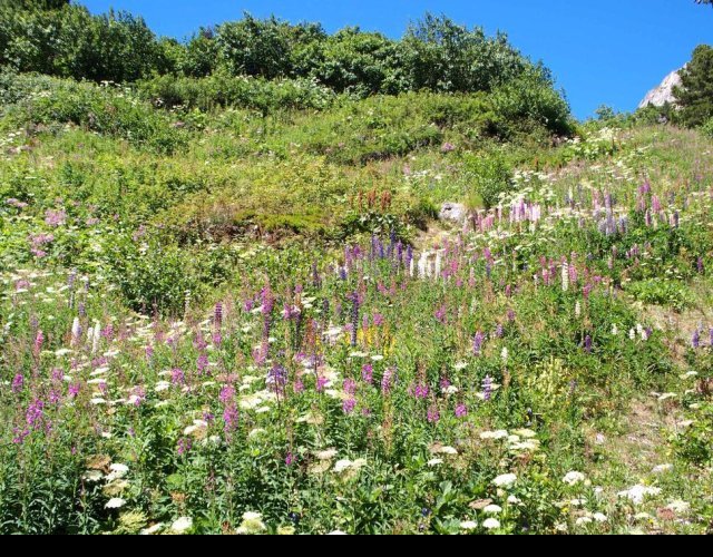 Les lupins qui envahissent &copy;Photo J.-P. Bérard