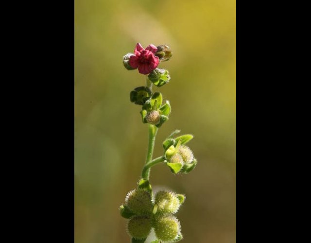 Le Cynoglosse officinale &copy;photo Ph. Pellicier