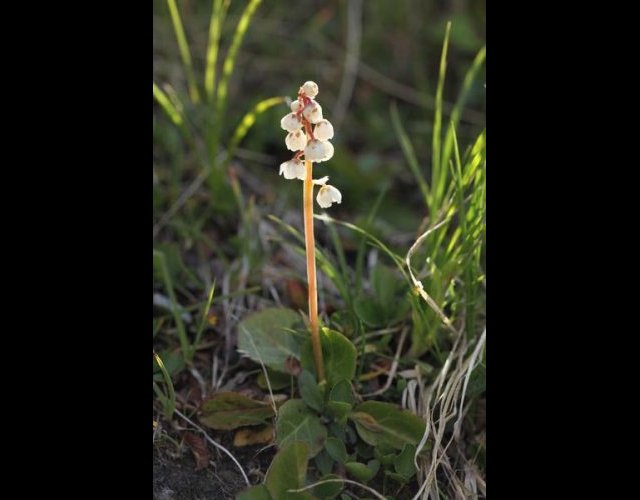 Petite pyrole (Pyrola minor) &copy;Photo Ph. Pellicier