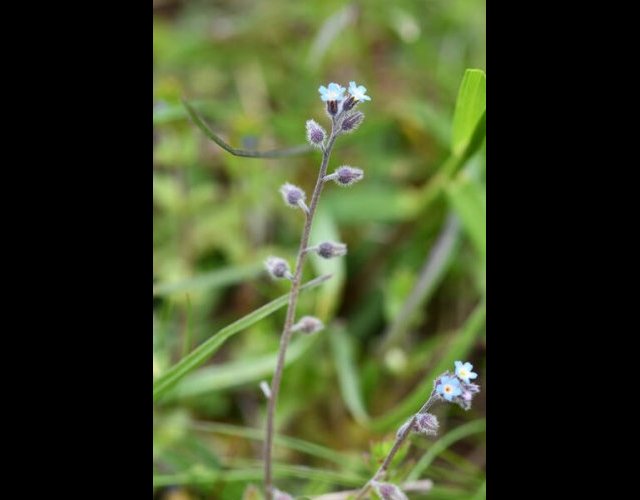 Myosotis très rameux (Myosotis ramosissima) &copy;photo R. Theaud