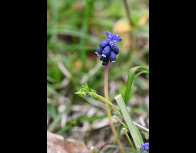 Muscari à grappe (Muscari neglectum) &copy;photo R. Theaud