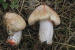 Inocybe de Patouillard