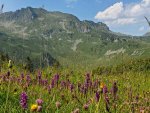 Un parterre d’Orchidées près du bélvédère (Dactylorhiza savogiensis)
