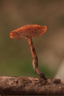 Un exemplaire sur une branche morte de bouleau Photo Ph. Pellicier