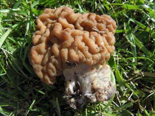 Le gyromitre géant <p>Déterminé avec certitude un mois après la sortie, le temps qu'il produise des spores mures !</p>Photo G. Genet