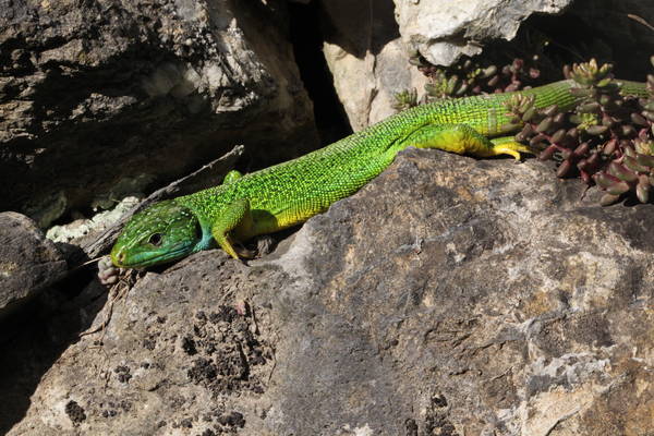 Lézard vert photo P. Pellicier