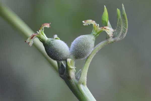 Fleurs femelles photo P. Pellicier