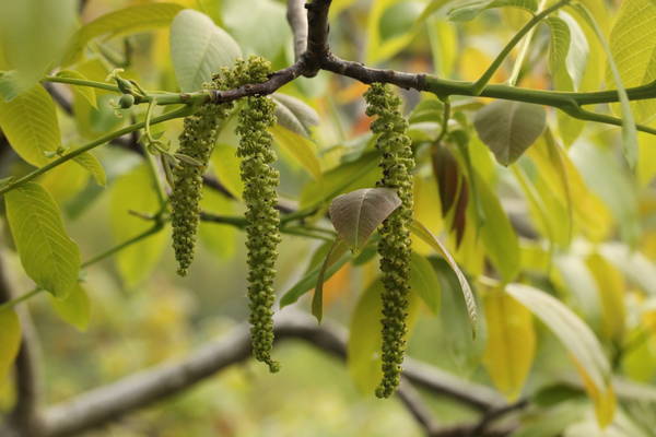 Rameau fleuri de noyer photo P. Pellicier