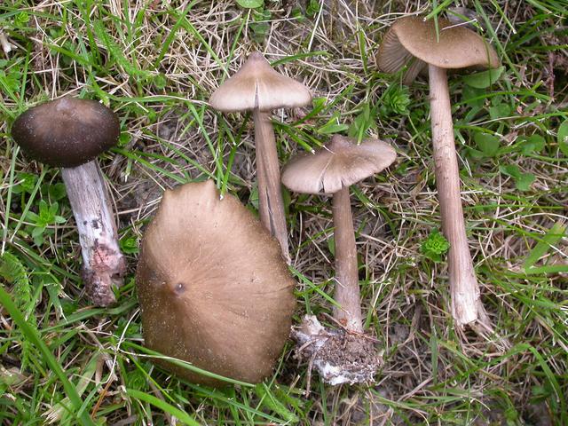 Entoloma hirtipes Photo Ph. Pellicier