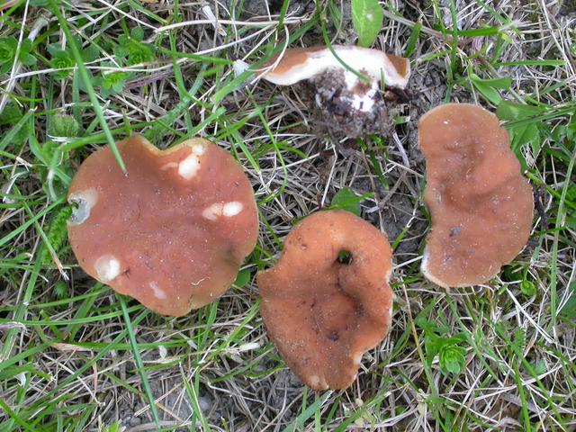Gyromitra accumbens <p>Une pézize maintenant classée dans les gyromitres : Gyromitra accumbens</p>